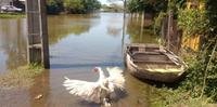 Autoridades de Uruguaiana estão preocupados com o número de animais soltos devido a enchente