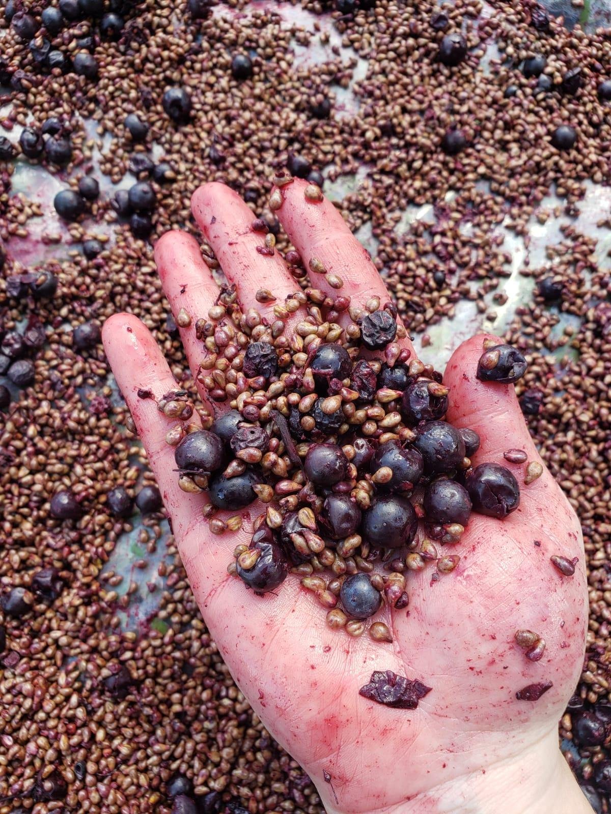 Sementes das uvas utilizadas para a fabrica&ccedil;&atilde;o s&atilde;o org&acirc;nicas e respeitam os per&iacute;odos de colheita de cada safra