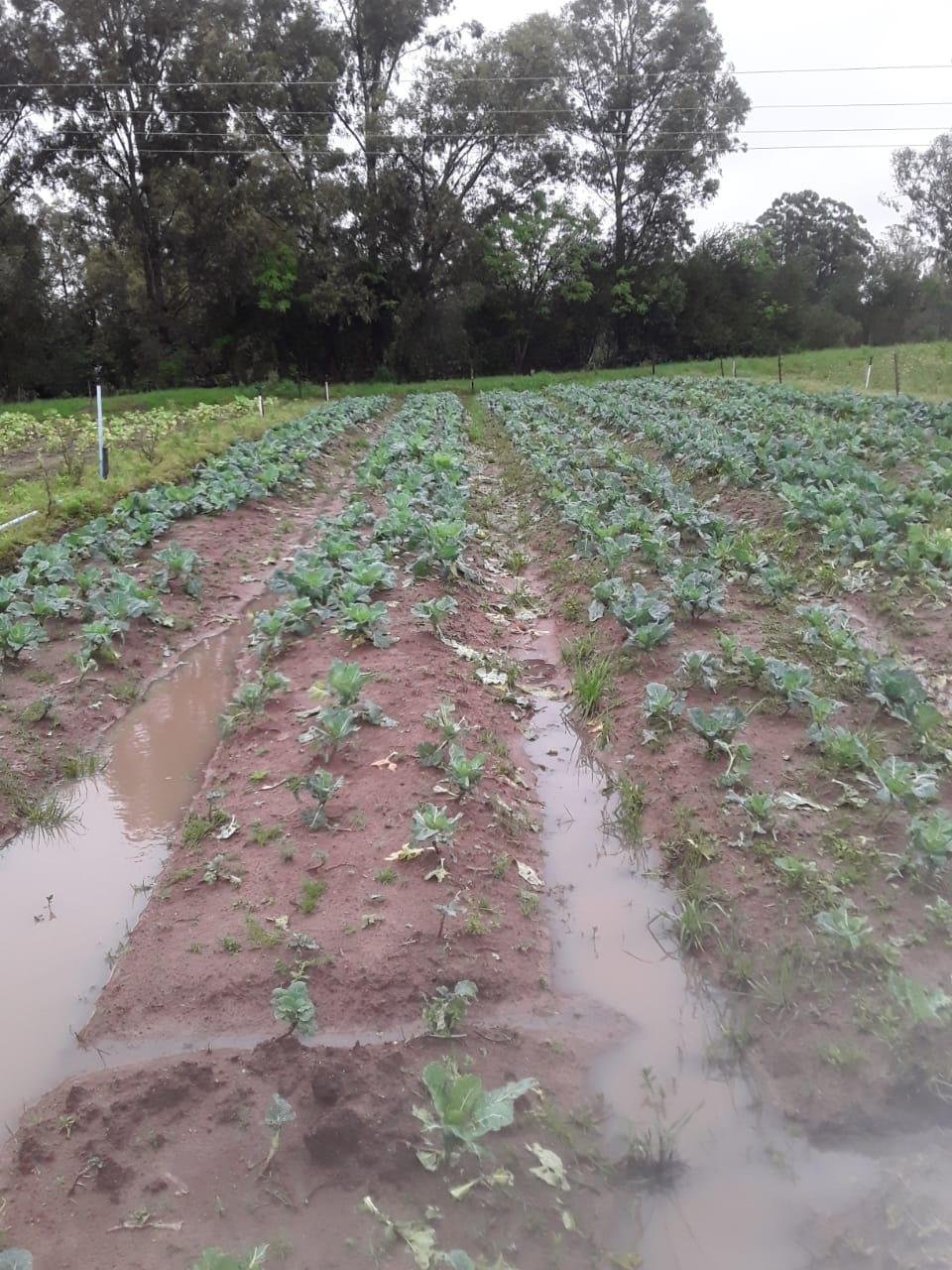 Hortas sofrem com chuvas e granizo na regi&atilde;o de Bag&eacute;