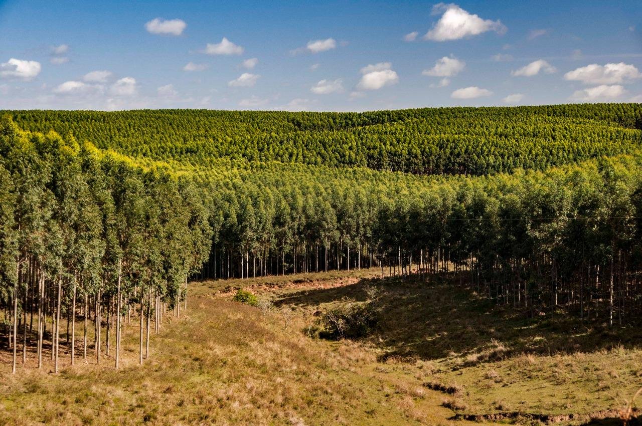 Plantios florestais ocupam 966,5 mil hectares no RS