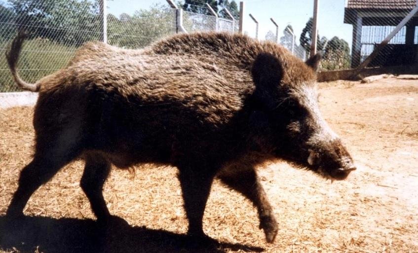 Javalis destroem nascentes e cursos d'&aacute;gua, fauna nativa, cria&ccedil;&otilde;es dom&eacute;sticas e produ&ccedil;&atilde;o agr&iacute;cola