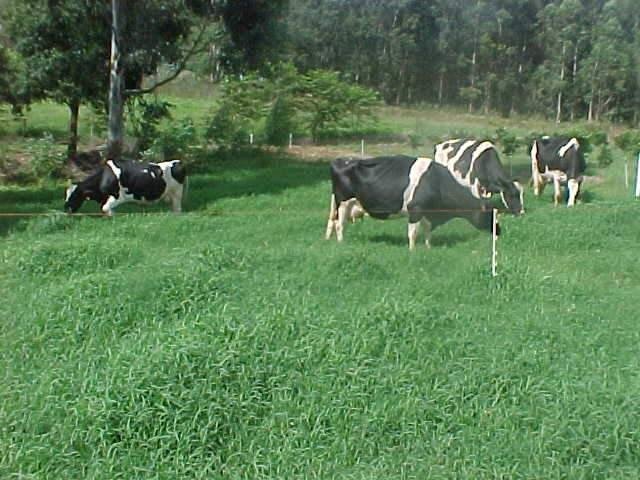 Estudo afirma que o desmatamento para implanta&ccedil;&atilde;o de pastagens foi maior que para o cultivo agr&iacute;cola