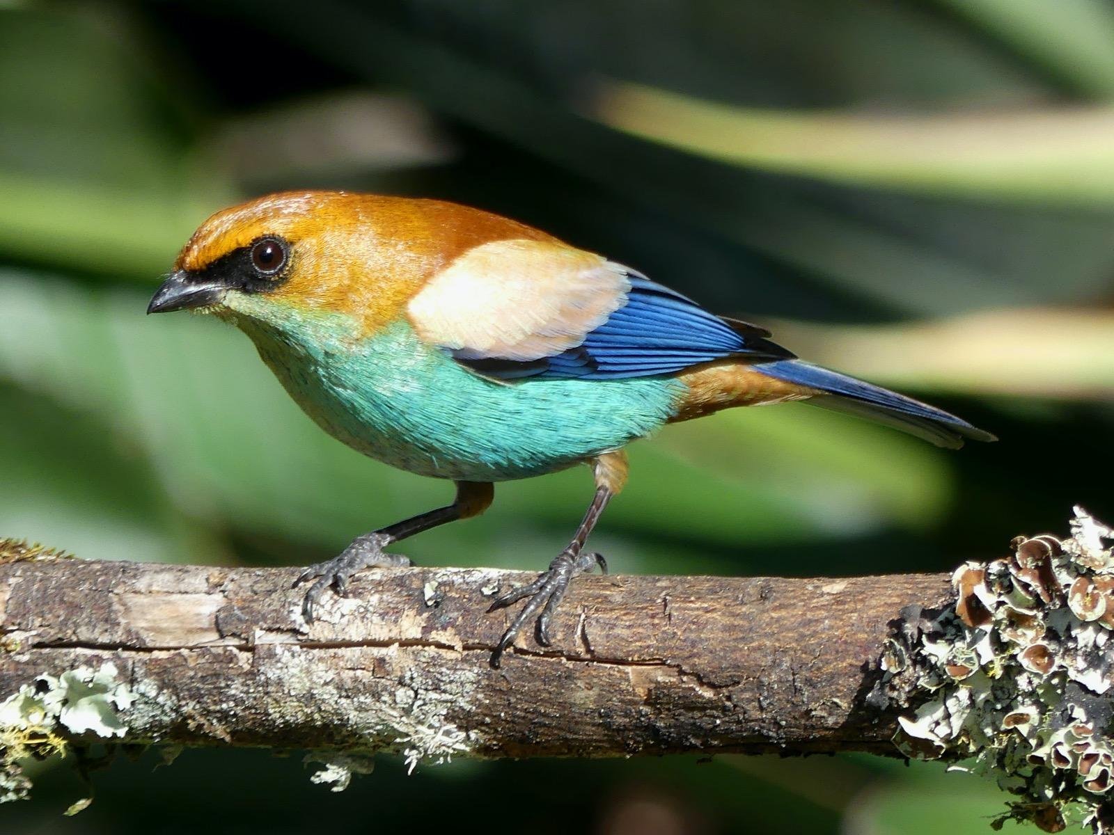 Por meio de oficinas, palestras e atividades os iniciantes ou mais experientes poder&atilde;o ver algumas das 209 esp&eacute;cies de aves