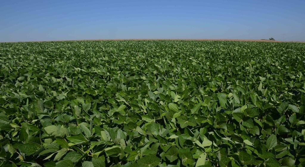 Calend&aacute;rio de plantio da soja se iniciou em 1&ordm; de outubro no RS