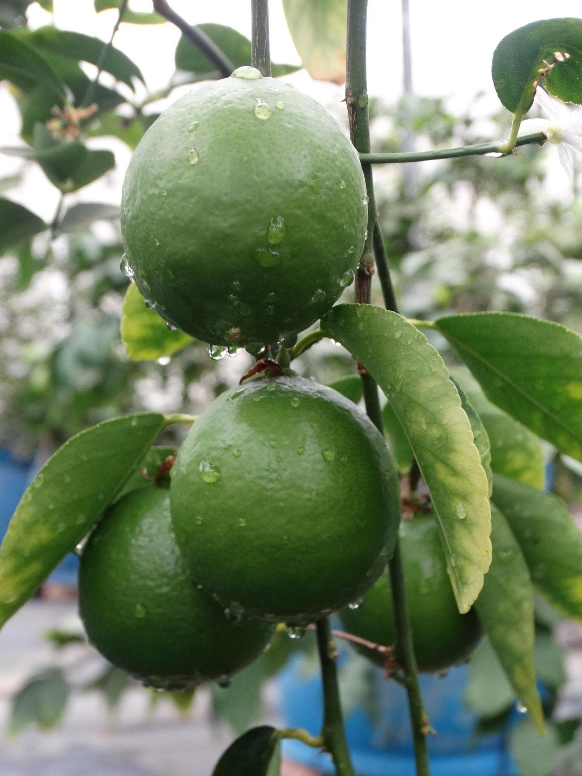 Doen&ccedil;a &eacute; considerada a mais devastadora da citricultura mundial e, quando afeta as plantas, &eacute; preciso erradic&aacute;-las