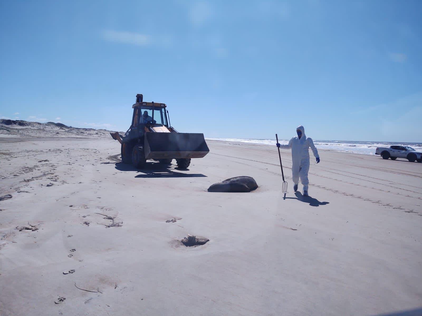 Servidores da prefeitura de Santa Vit&oacute;ria fazem o percurso entre Barra do Chui e Hermenegildo desde o dia 13, identificando e sepultando os animais na pr&oacute;pria orla