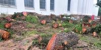Ao todo, foram cortadas 11 árvores e podadas outras três no Instituto de Educação General Flores da Cunha