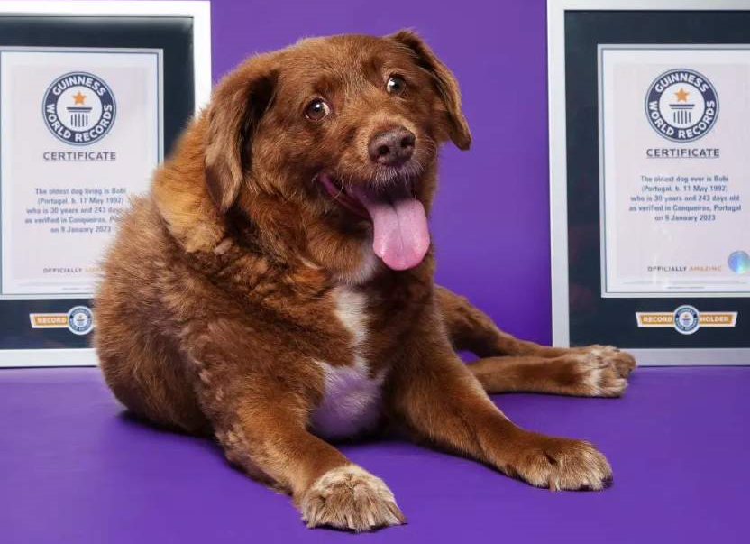 Bobi  &ldquo;morreu aos 31 anos e 165 dias&rdquo;, anunciou a organiza&ccedil;&atilde;o Guinness