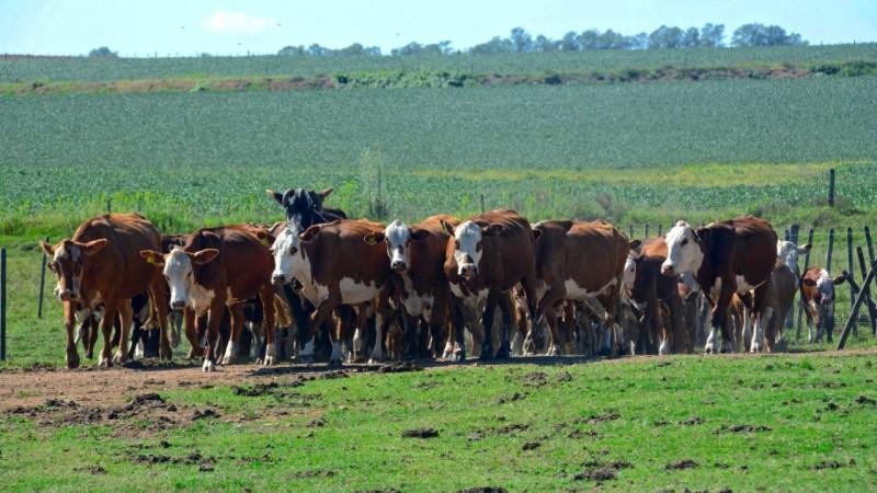 Rio Grande do Sul &eacute; zona livre de febre aftosa sem vacina&ccedil;&atilde;o desde maio de 2021