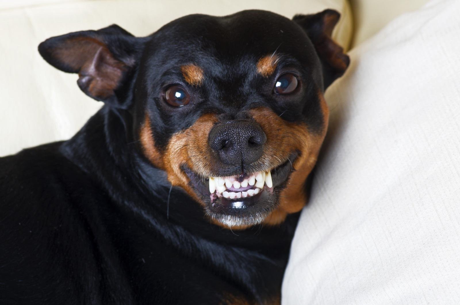 Sult&atilde;o era um c&atilde;o pequeno, forte, de dentes respeit&aacute;veis, ra&ccedil;a n&atilde;o sabida, cor escura, veloz como um raio. Doce com as crias da casa, raivoso e rosnador para os estranhos