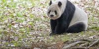 Panda Tian Tian repousa em seu recinto em Washington, em 7 de novembro de 2023, no último dia de exibição antes de retornar à China