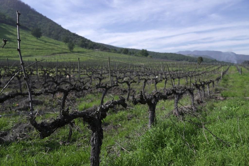 No Chile, maior produtor do hemisf&eacute;rio sul, o volume de vinho &eacute; 20% menor do que no ano anterior