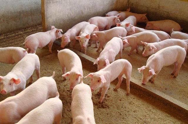 Planteis de pessoas f&iacute;sicas abastecem agroind&uacute;strias de todos os portes