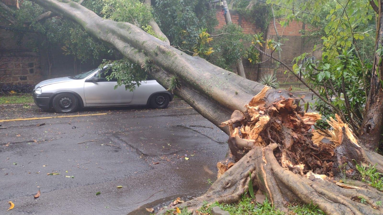 Na rua Ant&ocirc;nio Carlos de Tibiri&ccedil;&aacute;, no Jardim Bot&acirc;nico, uma &aacute;rvore caiu sobre um ve&iacute;culo em movimento