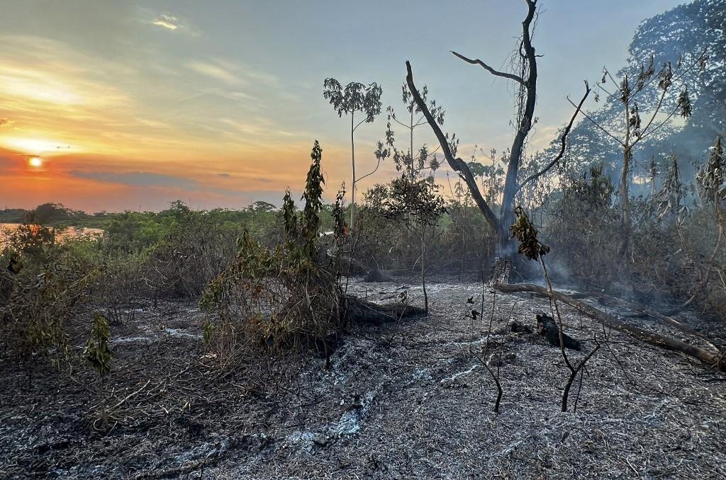Cerca de 6% da vegeta&ccedil;&atilde;o foi atingida