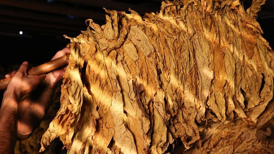 Produ&ccedil;&atilde;o no Sul do pa&iacute;s deve chegar a 522,8 mil toneladas