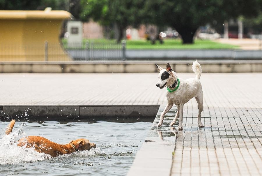 Pets aproveitam o calor para se refrescar no espelho d'&aacute;gua do Parque da Reden&ccedil;&atilde;o