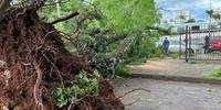 Árvore de cerca de 25 metros de altura caiu com a força dos ventos sobre três veículos que estavam no estacionamento do Fórum de Santo Ângelo