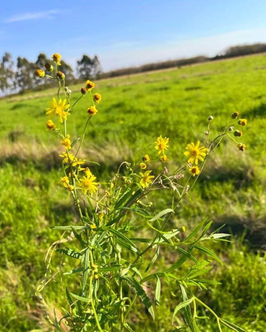 Plantas do g&ecirc;nero Senecio s&atilde;o t&oacute;xicas aos bovinos