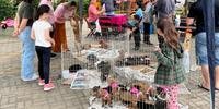 Feira de Adoção de cães e gatos é realizada todos os sábados na Praça Leonel Brizola, em Estância Velha, a única da região a abrigar um “Cachorródromo