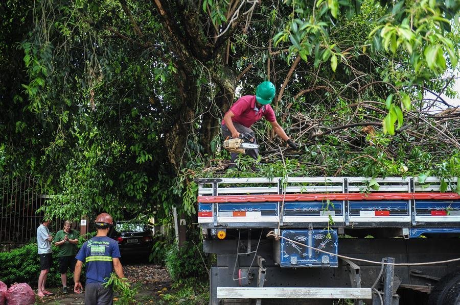 Equipes da Secretaria de Servi&ccedil;os Urbanos fizeram a remo&ccedil;&atilde;o do vegetal