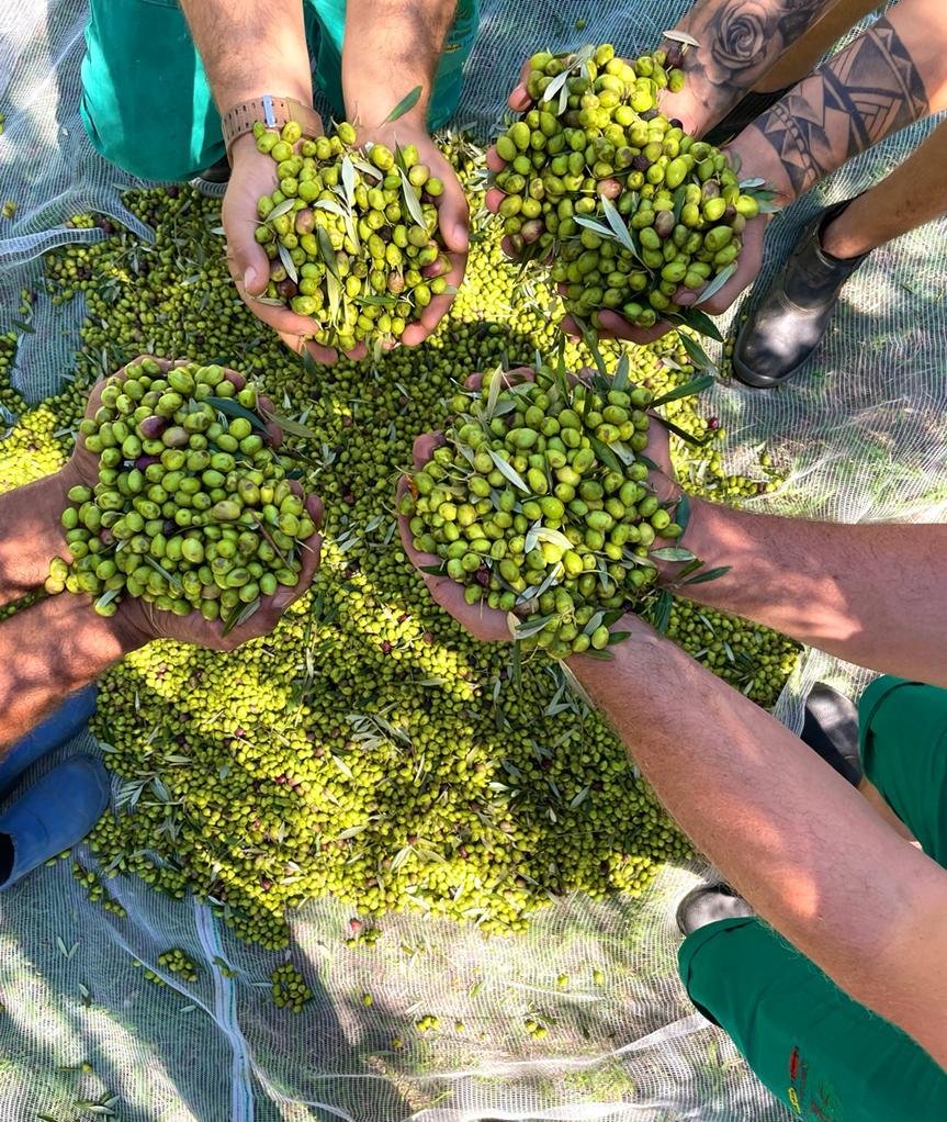 Colheita das olivas, Estancia das Oliveiras, Viam&atilde;o