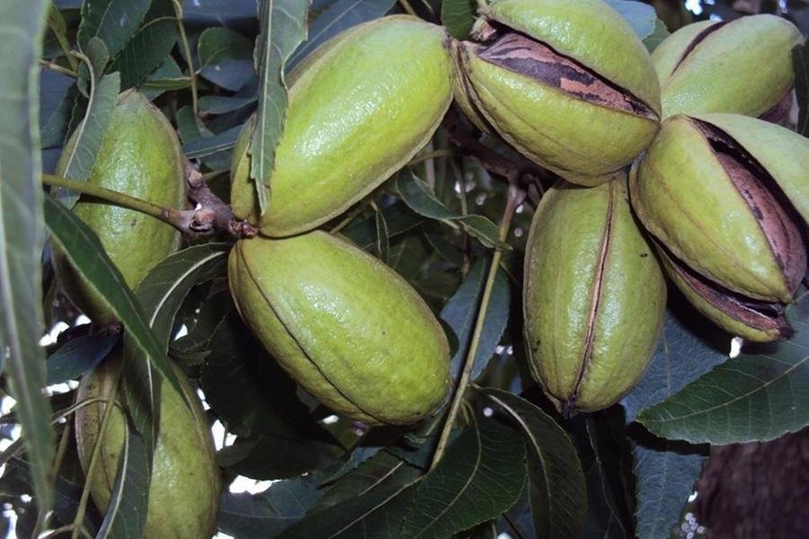 Projeto Pecan 2030 tem foco na exporta&ccedil;&atilde;o da am&ecirc;ndoa em casca