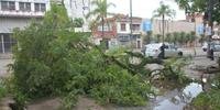 Várias árvores ficam caídas em Porto Alegre por conta do temporal