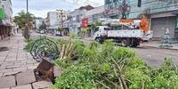 Pelo menos 70 árvores caíram com o temporal e deixaram muitas vias obstruídas em Taquara
