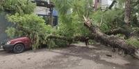 Chuva intensa e fortes ventos derrubaram árvores, destelharam casas e provocaram o bloqueio de rodovias