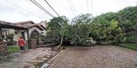 Árvore desabou sobre residência e bloqueou via no bairro Assunção