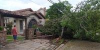 Quedas de árvores provocaram danos a residências e rede elétrica