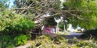 Árvore caiu em rua da zona Sul de Porto Alegre