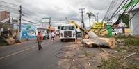 A Defesa Civil contabilizou 300 árvores arrancadas com a força dos ventos