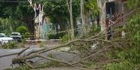 Árvore caída bloqueia rua Alcides Cruz, no bairro Santa Cecília