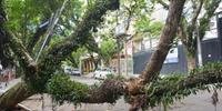 Centenas de árvores tombaram no último temporal