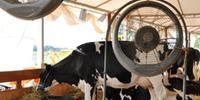Indústrias de leite irão reivindicar extensão de crédito emergencial