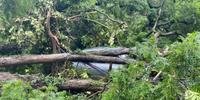 Cerca de 900 árvores caídas após o temporal da última semana ainda não foram retiradas