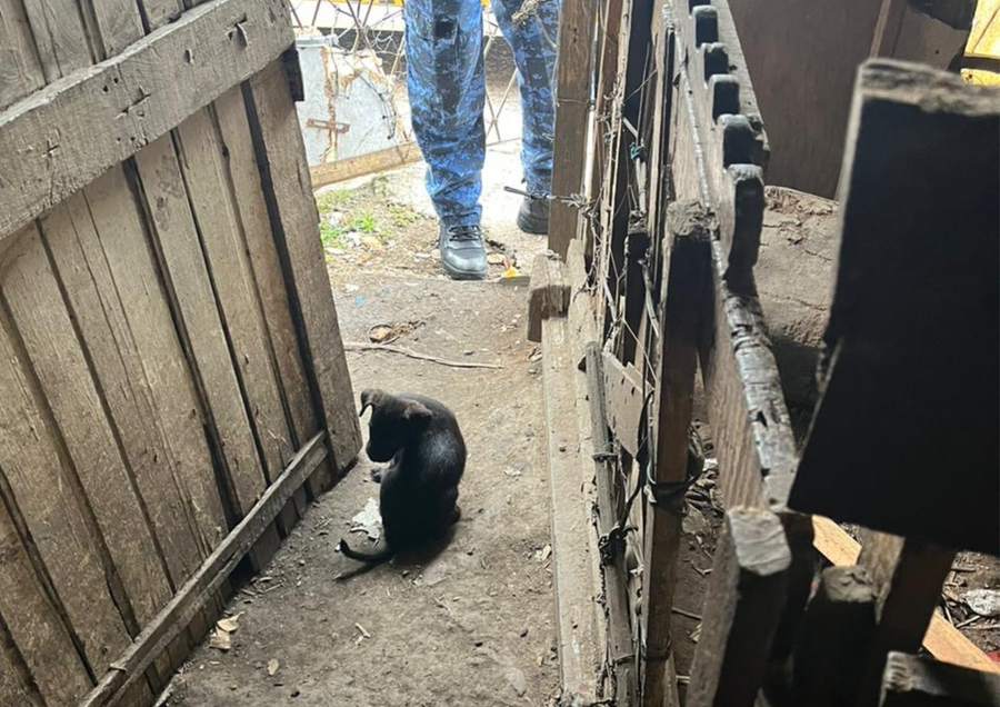Animais foram encaminhados &agrave; Unidade de Sa&uacute;de Animal Vict&oacute;ria (Usav) para avalia&ccedil;&atilde;o veterin&aacute;ria, segundo a secretaria