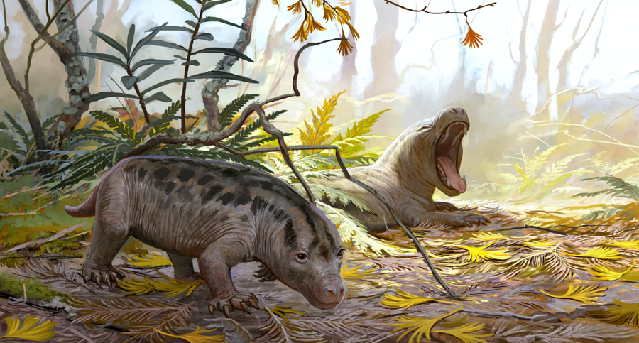 O cr&acirc;nio pertencia a um cinodonte, um elo evolutivo entre &ldquo;r&eacute;pteis&rdquo; e mam&iacute;feros, que habitou a regi&atilde;o antes mesmo do surgimento dos dinossauros