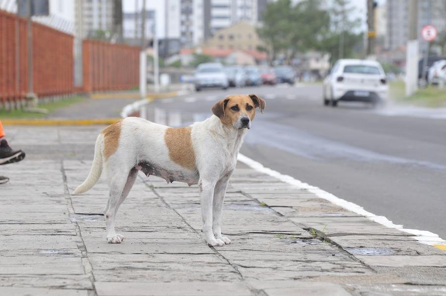 Abandono de c&atilde;es e outros animais dom&eacute;sticos aumenta na temporada de ver&atilde;o