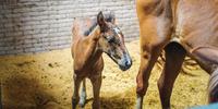 Atualmente, 37 cavalos recuperados estão aptos para adoção no abrigo mantido pela prefeitura de Porto Alegre