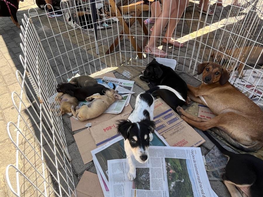 Neste s&aacute;bado, a partir das 9 horas, acontece mais uma edi&ccedil;&atilde;o da Feira de Ado&ccedil;&atilde;o de Animais, na Pra&ccedil;a Leonel Brizola