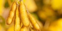 Embrapa lança cultivares de soja na Show Rural Coopavel