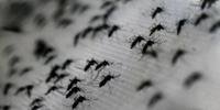 Até o momento, houve 6.126 notificações de casos suspeitos de dengue no RS
