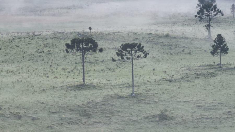 La Ni&ntilde;a &eacute; um fen&ocirc;meno clim&aacute;tico oposto, caracterizado pelo esfriamento das &aacute;guas superficiais do Pac&iacute;fico e pela consequente queda nas temperaturas globais