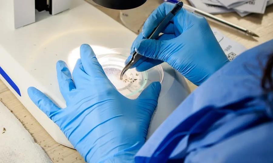 M&eacute;todo Wolbachia consiste em em inserir a bact&eacute;ria em ovos do mosquito, em laborat&oacute;rio, e, assim, criar Aedes aegypti que portam o microrganismo, que impede deles carregarem o v&iacute;rus da dengue