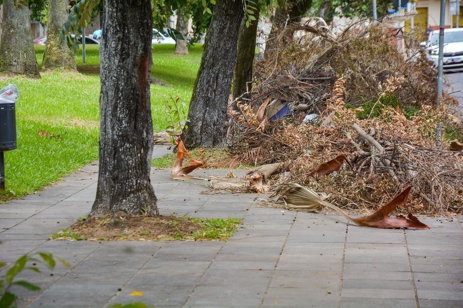 Restos de vegeta&ccedil;&atilde;o ocupam a cal&ccedil;ada