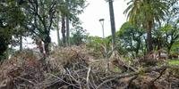 CEEE Equatorial deixa galhos de árvores podados nas calçadas