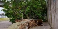 Um mês após vendaval, Porto Alegre ainda tem árvores caídas, como na Voluntário da Pátria